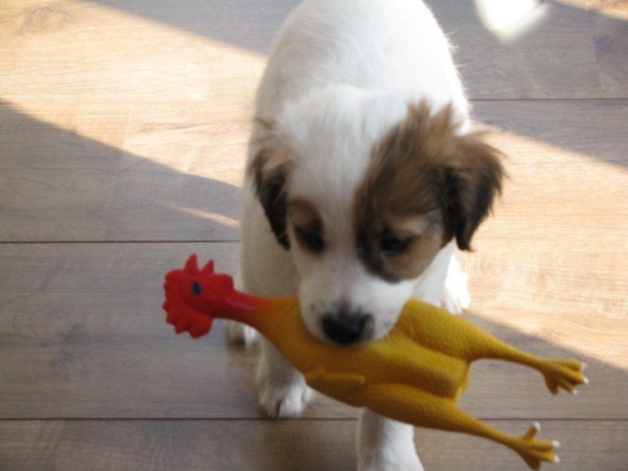 Tips voor uw pup