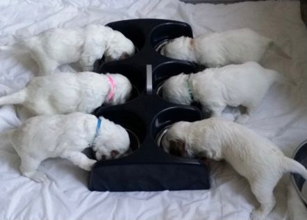 De voeding van je pup