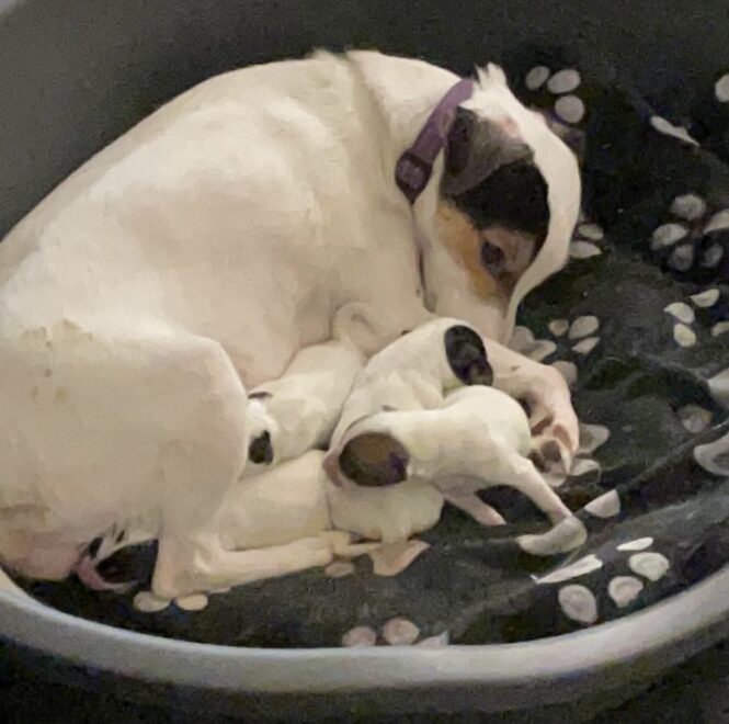 Vier pups geboren
