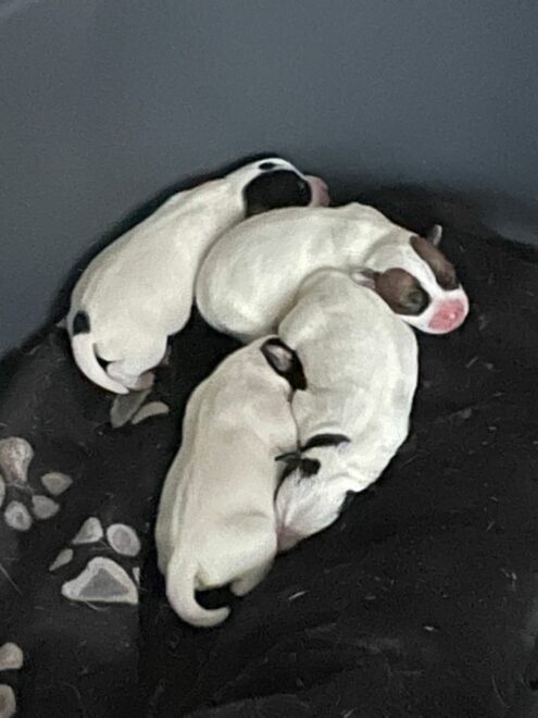 Maak kennis met onze pups!